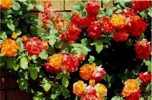 Josephs Coat Climbing Rose 10 Seeds Garden - £8.74 GBP