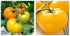 5 Bags (200 Seeds / Bag) of &#39;Imperial Concubine&#39; Yellow Tomatoes Garden Seeds - £17.32 GBP