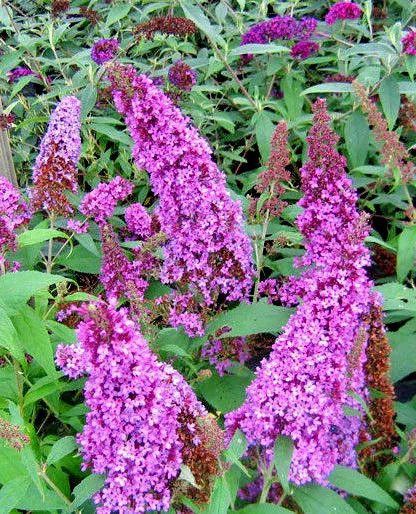 Butterfly Bush Lavender 210 Seeds Buddleia Davidiibeautifully Scentedhar... - $6.18