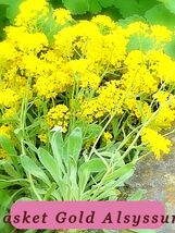 0401 basket gold alsyssum pop thumb200
