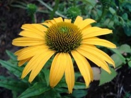 Echinacea Ozark Yellow Coneflower, 30 Seeds R - £11.28 GBP