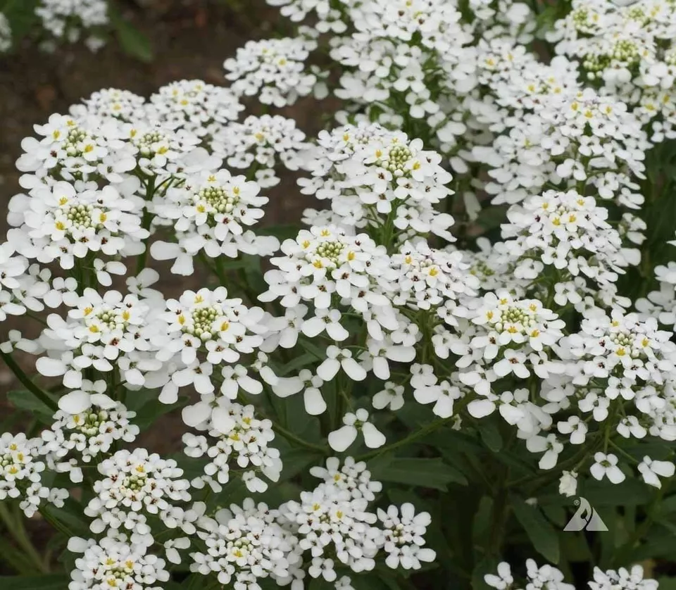 HGBO 250 Candytuft Empress Rocket Seeds Annual Flower Iberis Amara Bulk ... - $8.38