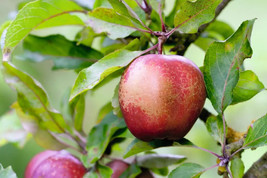 Seeds USA Seller 25 Wisley Crab Crabapple Seeds Planting - $10.96