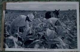 Vintage Black &amp; White Photo Postcard, Priming Tobacco on a Carolina Plantation - £3.11 GBP