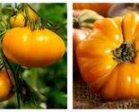 90 Seeds Tomato Amana Orange Indeterminate Fresh Garden - £23.51 GBP