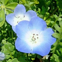 100 Baby Blue Eyes Seeds Flowers Groundcover Drought Tolerant Wildflower - £5.98 GBP