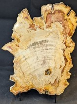 Petrified Wood Large Decorative Crystal Slice ≥8.0&quot; &amp; over 27.0 oz (Item... - $921.86 MXN