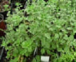 Sweet Marjoram Herb Starter Plant - £3.94 GBP