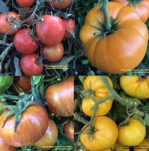 Grow In US 25 Seeds Tomato Dwarf Rainbow Mix Assorted Organic Container Gardenin - £9.76 GBP
