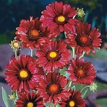 30 Burgundy Silk Gaillardia Perennial Flower Seeds Gardening USA SHIPPING - £10.70 GBP