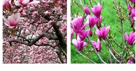 Live Plants - 2 Ann Magnolia Trees/Shrubs - 6-12&quot; Tall - 3&quot; Pots - Ships Potted - £73.17 GBP