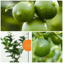 12-15&quot; Live Potted Plant Thornless Mexican Key Lime Tree Citrus aurantifolia - £79.84 GBP