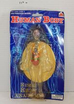 Human Body see through model Anatomy educational Health Education NOS ca... - $14.80