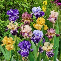 USA Seller 20 Seeds Mixed Color Iris Seeds Fragrant Flower Plant - £7.47 GBP