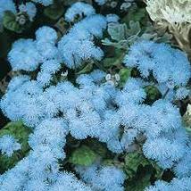 ageratum 'Blue Ball' Quality Flower Seeds, blue cut indoor flowers - $8.00