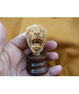(tb-lion-11) LION head growling lions wild cat TAGUA NUT Figurine Vegetable - $87.05 CAD