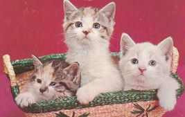 Three Happy Kittens in a Basket Postcard Unposted - £7.83 GBP