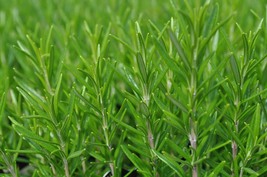 Barbecue Rosemary Plant - 3&quot; Pot - £29.49 GBP