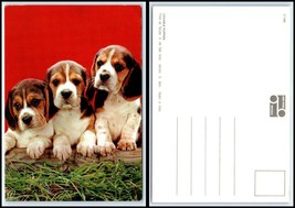 ANIMAL Postcard - 3 Dogs / Puppies Sitting GG42 - €2,45 EUR