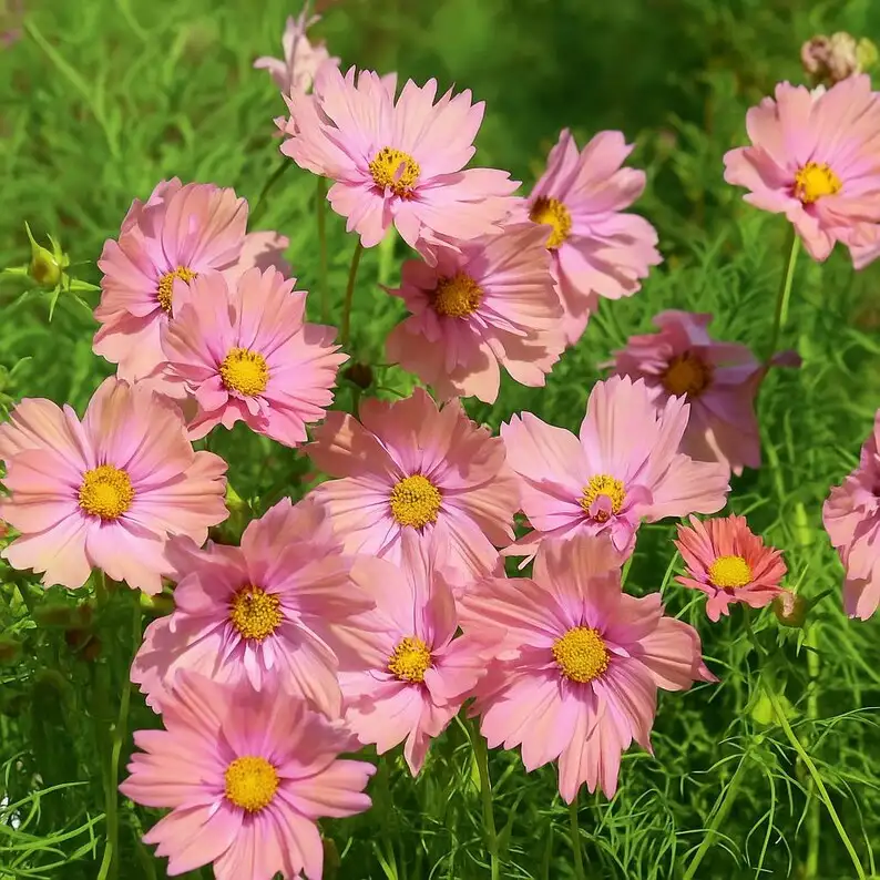 200 Apricotta Cosmos Seeds, Cut Flower Favorite, Non-GMO, Pollinator-Fri... - $12.99