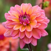 25 Great Silence Dahlia Seeds Flower Perennial Flowers Flowering Fresh G... - $8.08