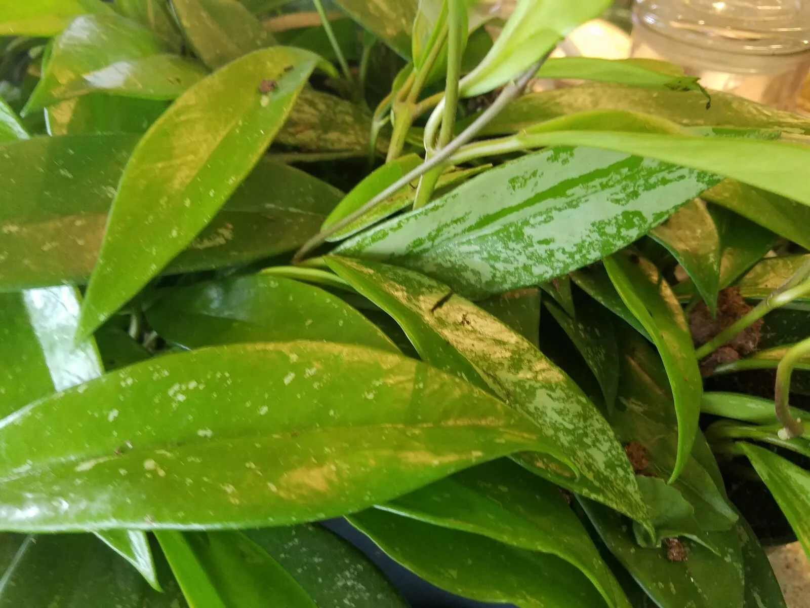 Hoya Pubicalyx Silver Splash Tropical Exotic Wax Vine House Plant - Cutting - $21.00