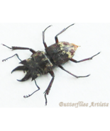 Auxicerus Platyceps Small Devil Stag Beetle TOP RARE Framed Entomology Shadowbox - $139.00