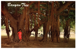 Woman in Red Dress Under Famous Banyan Tree Lahaina Maui Postcard - £5.27 GBP