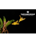 PLEUROTHALLIS LEPTOTIFOLIA MINIATURE ORCHID MOUNTED - $37.00