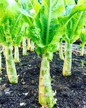 THJAR 50+ seeds Chinese Lettuce Stem asparagus Celttuce Celery Luttuce Woju Wosu - £11.07 GBP