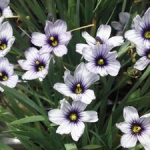 30 White Blue Eyed Grass Sisyrinchium Perennial Flower Seeds Gardening USA SHIPP - $14.35