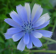 Chicory Blue Beauty Flower Coffee Subst 1000 Seeds  - £6.53 GBP