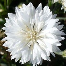 400 Seeds of Cornflower Bachelor Button TALL WHITE Heirloom SunShade NonGMO - £9.42 GBP