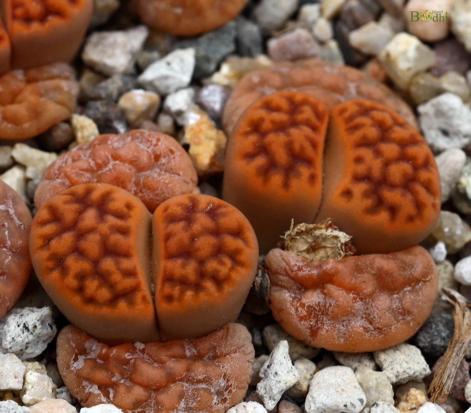 SEEDS - Lithops karasmontana  30seeds C182 - $21.33