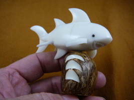 (tne-sha-107a) Great White Shark sharks TAGUA NUT figurine carving PALM NUT - £26.89 GBP