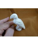 (Puff-w) little Puffin shed ANTLER figurine Bali detailed puffling sea bird - $2,121.23 MXN
