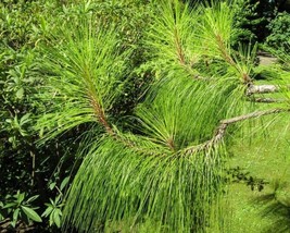 Pinus Yunnanensis (Yunnan Pine) 30 seeds - £1.58 GBP