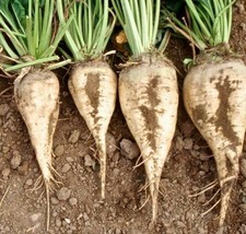 US Seller Sugar Beet Seeds 100 Ct Vegetable Garden Non-Gmo - £6.34 GBP