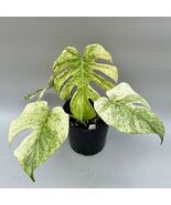 Mint Monstera Deliciosa Verigated Rare Starter Rooted Cuttings Indoor Plant - $13.99+