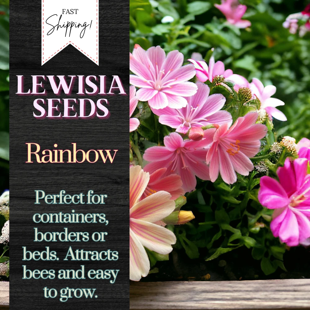 Lewisia Seeds 35+ Seeds Flower, Flower Seeds, Annual Seeds, Rainbow - $11.74