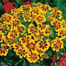 300 Dwarf French Marigold Naughty Marietta Seeds Annual Groundcover Borders Flow - £10.11 GBP