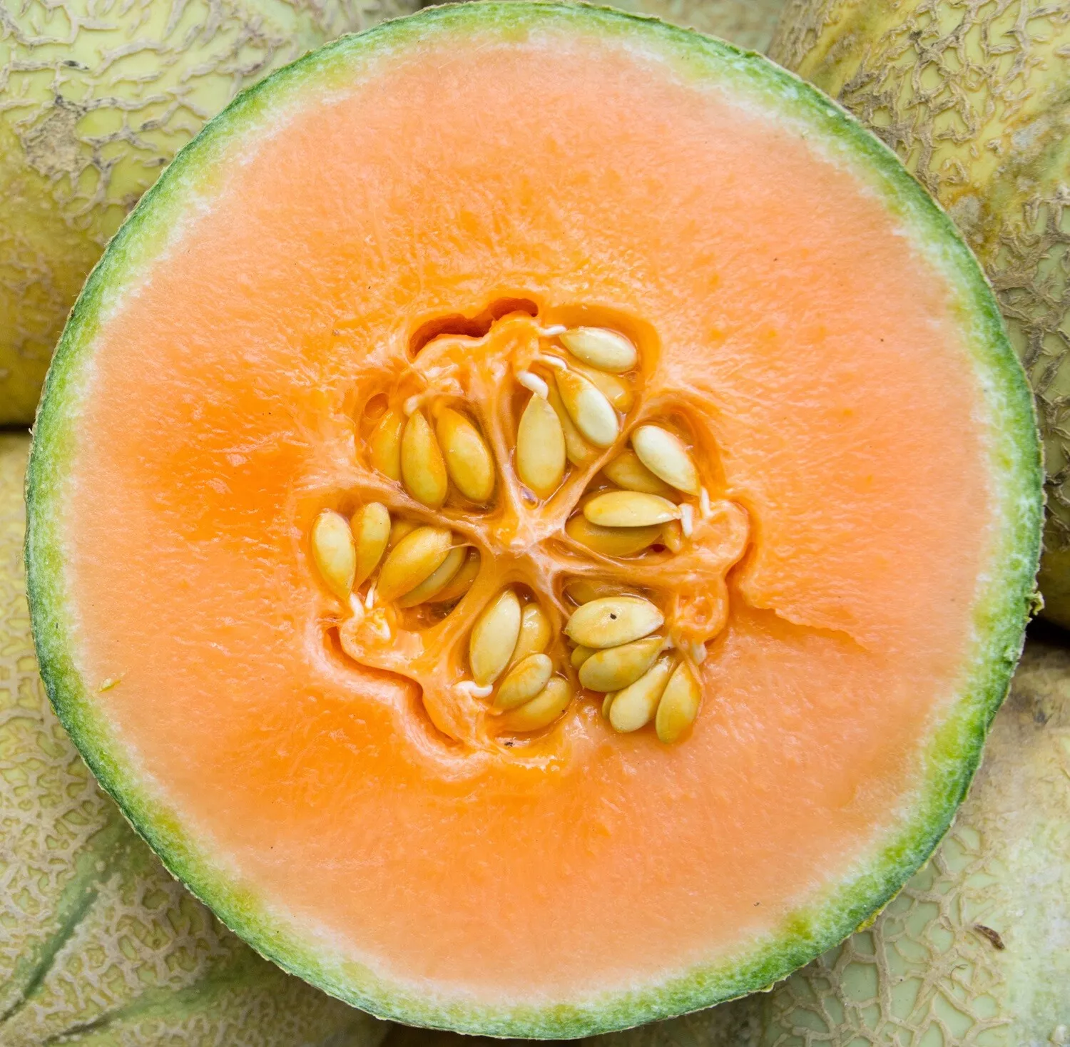 Honeydew Melon Seeds Non-GMO Heirloom 10 Seeds Easy Grow - $7.99