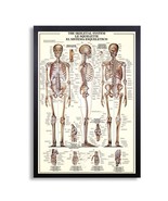 Framed Biology Posters 26&quot;x38&quot; (The Skeletal System 3x figure) - $98.01