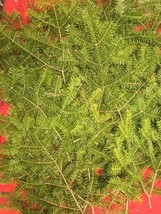 Minnesota Balsam Pine Boughs For Holiday and Christmas Decorating,wreaths  - £23.72 GBP