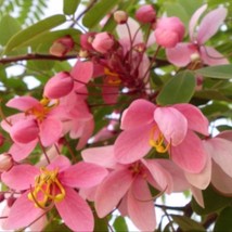 Best USA Seller Cassia Javanica Subsp. Nodosa Apple Blossom Cassia 10 Seeds - £13.75 GBP