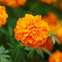 Marigold African HAWAII Tall ORANGE Double Blooms Beneficial Non-GMO 250 Seeds! - £6.24 GBP