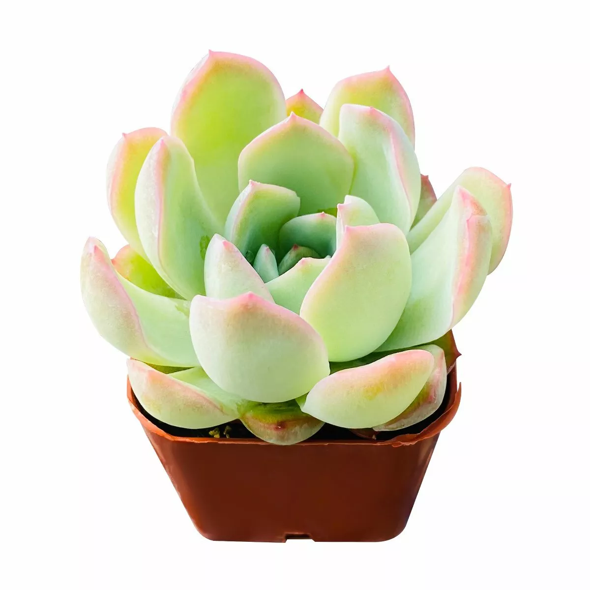 Live Fresh Echeveria &#39;Suryeon&#39; Rosette Succulent, Fully Rooted in 2&#39;&#39; Pl... - $28.00