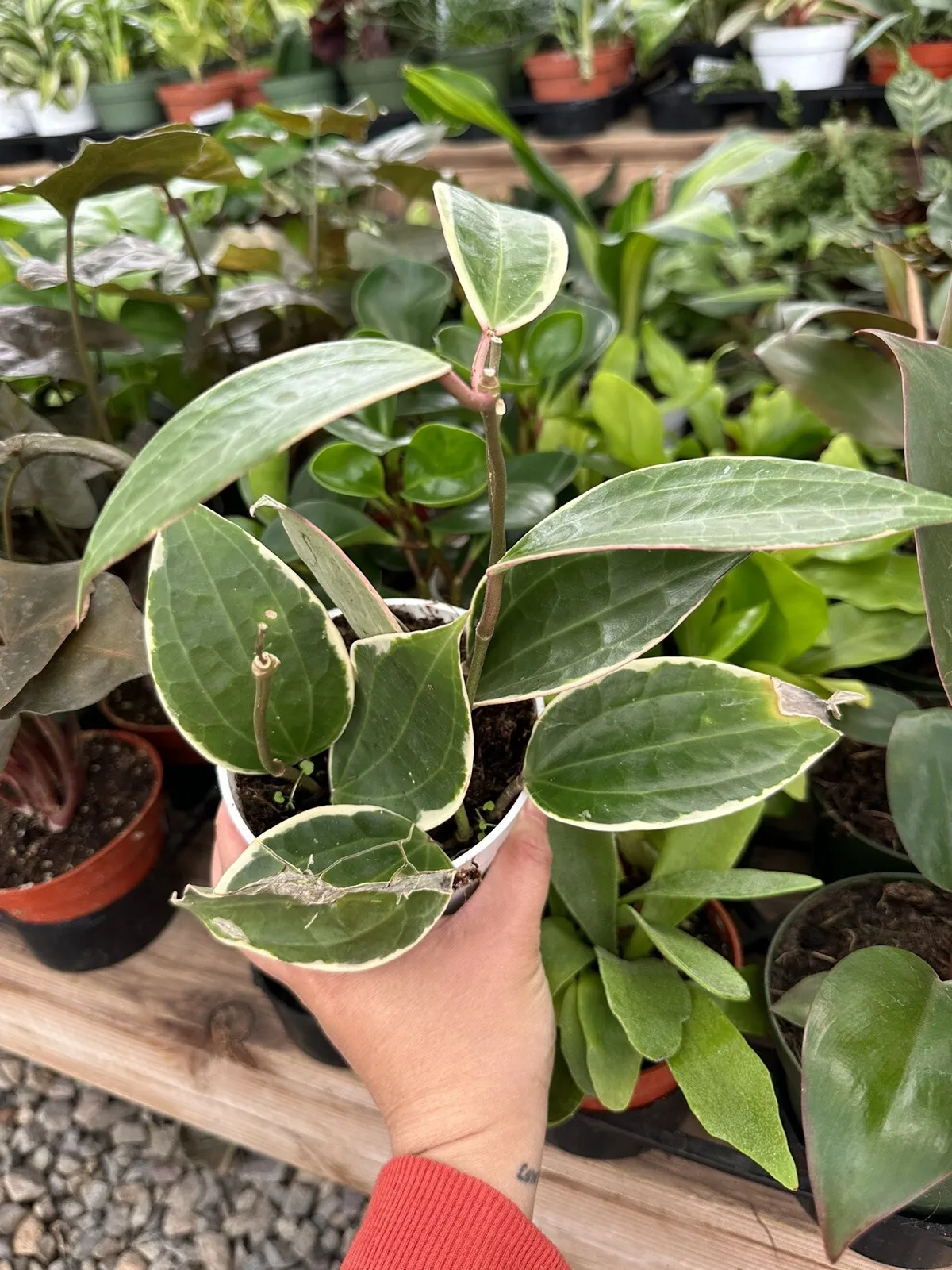 4” pot Hoya Macrophylla &#39;White Margins&#39; - Hoya - £47.16 GBP