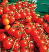 200 Seeds Cherry Tomato Super Sweet Large Seeds Heirloom Non Gmo Rare Organic Fa - £7.23 GBP