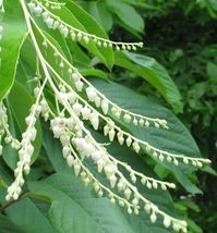 FROM US 20 Seeds Oxydendrum Arboreum Sourwood Lily of the Valley Tree GV18 - £31.06 GBP